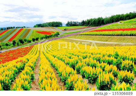 北海道紀行 8月の四季彩の丘 8月の美瑛 北海道紀行 8月の四季彩の丘 8月の美瑛 135306889
