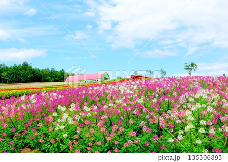 北海道紀行 8月の四季彩の丘 8月の美瑛 北海道紀行 8月の四季彩の丘 8月の美瑛 135306893