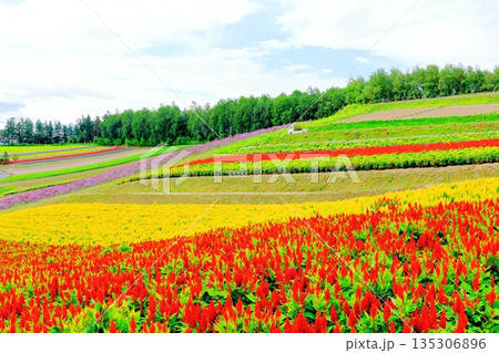 北海道紀行 8月の四季彩の丘 8月の美瑛 北海道紀行 8月の四季彩の丘 8月の美瑛 135306896