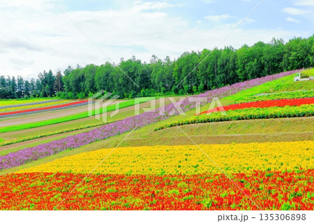 北海道紀行 8月の四季彩の丘 8月の美瑛 北海道紀行 8月の四季彩の丘 8月の美瑛 135306898