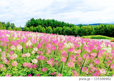 北海道紀行 8月の四季彩の丘 8月の美瑛 北海道紀行 8月の四季彩の丘 8月の美瑛 135306902