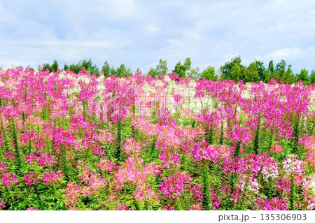 北海道紀行 8月の四季彩の丘 8月の美瑛 北海道紀行 8月の四季彩の丘 8月の美瑛 135306903