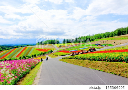北海道紀行 8月の四季彩の丘 8月の美瑛 北海道紀行 8月の四季彩の丘 8月の美瑛 135306905