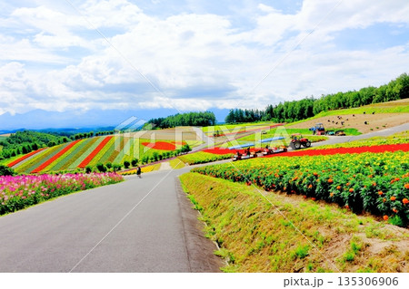 北海道紀行 8月の四季彩の丘 8月の美瑛 北海道紀行 8月の四季彩の丘 8月の美瑛 135306906