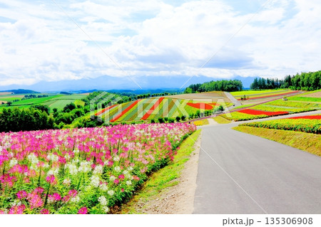 北海道紀行　　　8月の四季彩の丘　　　8月の美瑛 135306908