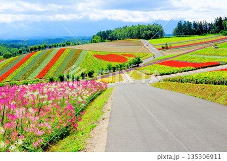 北海道紀行 8月の四季彩の丘 8月の美瑛 北海道紀行 8月の四季彩の丘 8月の美瑛 135306911