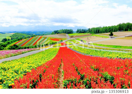 北海道紀行　　　8月の四季彩の丘　　　8月の美瑛 135306913