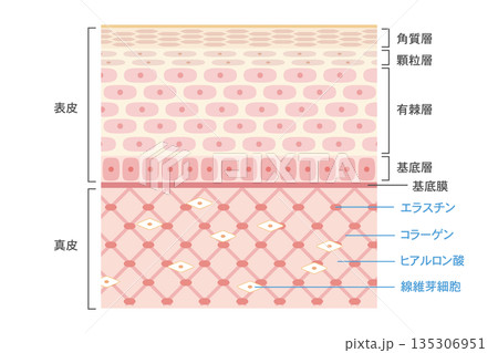 皮膚構造のイラスト　表皮と真皮の層構造と成分を示した断面図 135306951
