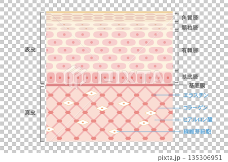 皮膚構造のイラスト　表皮と真皮の層構造と成分を示した断面図 135306951