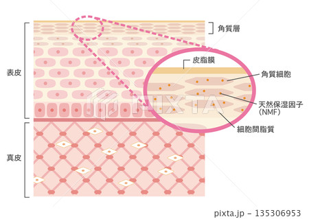 肌の構造イラスト　角質層を拡大した皮膚断面図 135306953