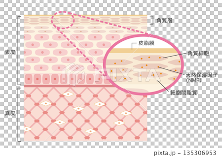 肌の構造イラスト　角質層を拡大した皮膚断面図 135306953