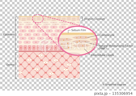 肌の構造イラスト 角質層を拡大した皮膚断面図(英語表記) 肌の構造イラスト 角質層を拡大した皮膚断面図(英語表記) 135306954