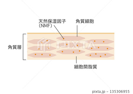 肌の角質層構造イラスト　角質細胞と保湿成分を示した拡大図 135306955