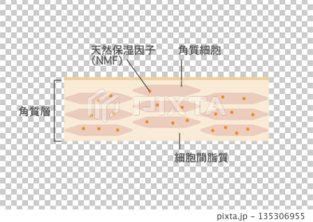 肌の角質層構造イラスト　角質細胞と保湿成分を示した拡大図 135306955