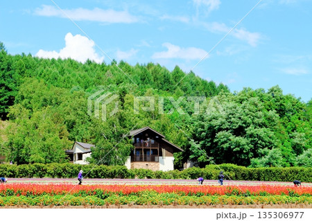 北海道紀行 8月のファーム富田 北海道紀行 8月のファーム富田 135306977