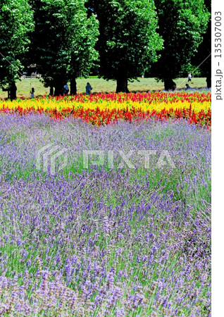 北海道紀行　　　8月のファーム富田 135307003