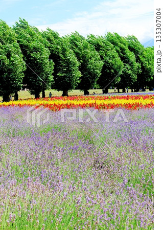 北海道紀行 8月のファーム富田 北海道紀行 8月のファーム富田 135307004