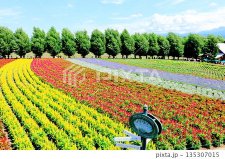 北海道紀行 8月のファーム富田 北海道紀行 8月のファーム富田 135307015