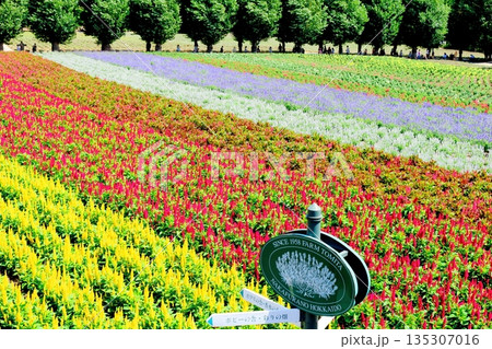 北海道紀行 8月のファーム富田 北海道紀行 8月のファーム富田 135307016