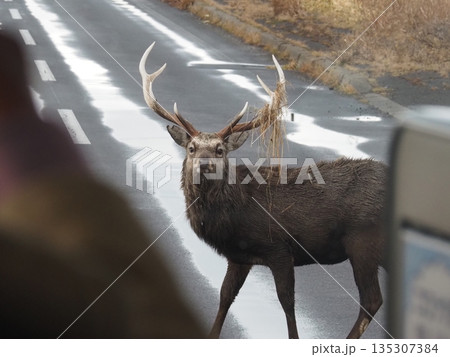 北海道野付半島に向かうバスの前に現れたエゾシカ 135307384