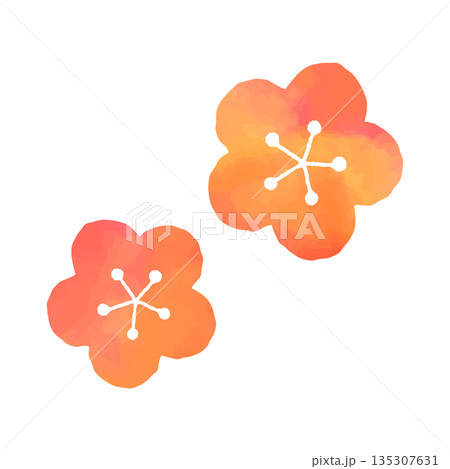水彩風梅の花 水彩風梅の花 135307631