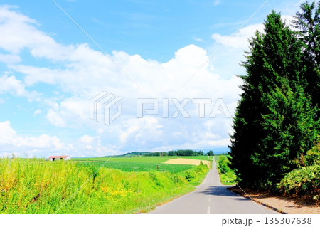 北海道紀行　　　8月の就実の丘 135307638