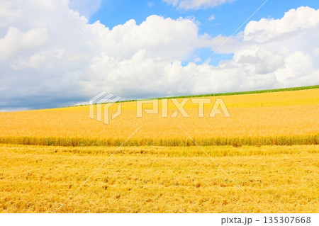 北海道紀行　　　8月の就実の丘 135307668