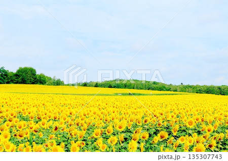 北海道紀行 ひまわりの里 8月の北竜町 北海道紀行 ひまわりの里 8月の北竜町 135307743