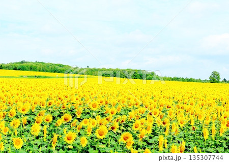 北海道紀行 ひまわりの里 8月の北竜町 北海道紀行 ひまわりの里 8月の北竜町 135307744