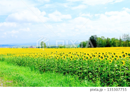 北海道紀行 ひまわりの里 8月の北竜町 北海道紀行 ひまわりの里 8月の北竜町 135307755