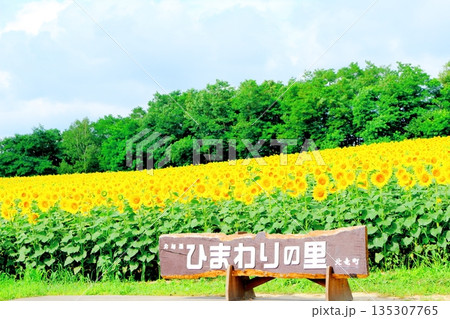 北海道紀行 ひまわりの里 8月の北竜町 北海道紀行 ひまわりの里 8月の北竜町 135307765
