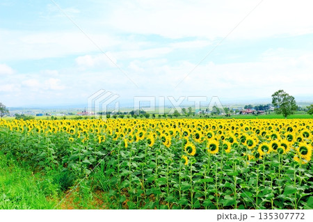 北海道紀行 ひまわりの里 8月の北竜町 北海道紀行 ひまわりの里 8月の北竜町 135307772