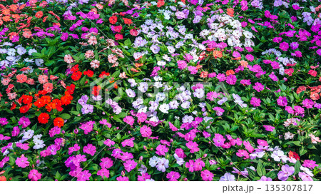 bright multicolored Impatiens walleriana blooming flowers on a flower bed in garden in summer. Beautiful floral background bright multicolored Impatiens walleriana blooming flowers on a flower bed in garden in summer. Beautiful floral background 135307817