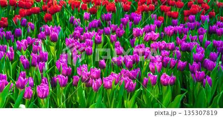 field of blooming pink and red tulip flowers in garden in spring. Beautiful natural floral background field of blooming pink and red tulip flowers in garden in spring. Beautiful natural floral background 135307819