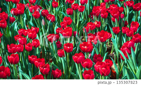 Red tulip flowers blooming on field in spring. Beautiful natural floral background Red tulip flowers blooming on field in spring. Beautiful natural floral background 135307823