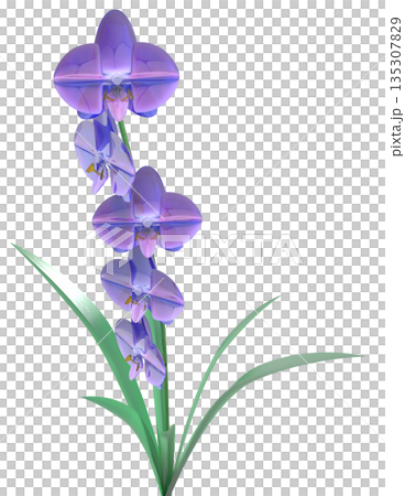 玻璃蘭花 玻璃蘭花 135307829