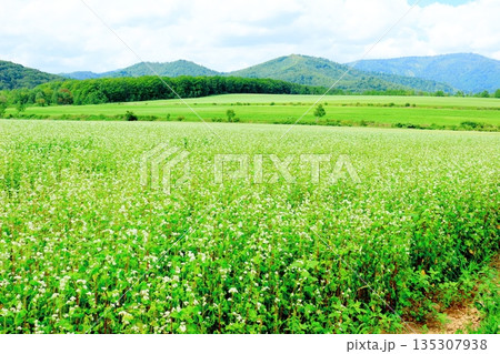 北海道紀行　　　幌加内町のソバ畑　　　夏のソバ畑 135307938