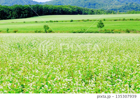 北海道紀行　　　幌加内町のソバ畑　　　夏のソバ畑 135307939