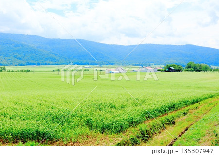 北海道紀行　　　幌加内町のソバ畑　　　夏のソバ畑 135307947