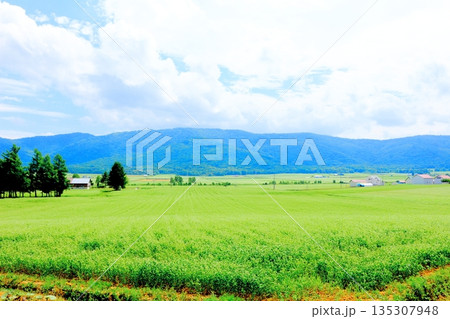 北海道紀行 幌加内町のソバ畑 夏のソバ畑 北海道紀行 幌加内町のソバ畑 夏のソバ畑 135307948