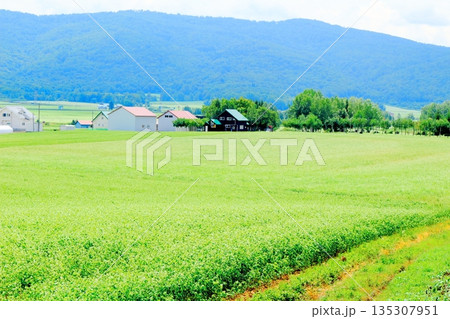 北海道紀行 幌加内町のソバ畑 夏のソバ畑 北海道紀行 幌加内町のソバ畑 夏のソバ畑 135307951