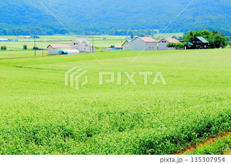 北海道紀行　　　幌加内町のソバ畑　　　夏のソバ畑 135307954