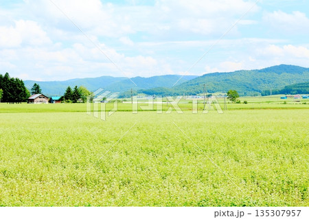 北海道紀行　　　幌加内町のソバ畑　　　夏のソバ畑 135307957