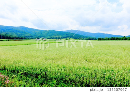 北海道紀行　　　幌加内町のソバ畑　　　夏のソバ畑 135307967