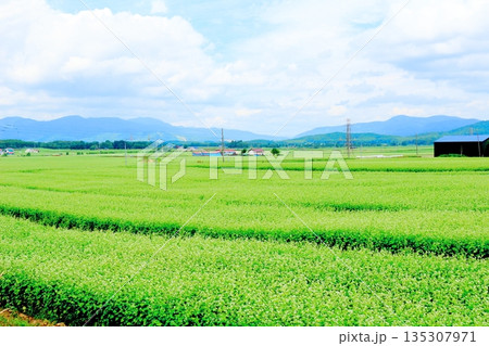 北海道紀行 幌加内町のソバ畑 夏のソバ畑 北海道紀行 幌加内町のソバ畑 夏のソバ畑 135307971