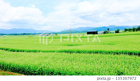 北海道紀行 幌加内町のソバ畑 夏のソバ畑 北海道紀行 幌加内町のソバ畑 夏のソバ畑 135307972