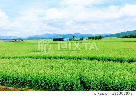 北海道紀行　　　幌加内町のソバ畑　　　夏のソバ畑 135307973