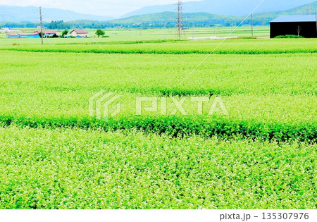 北海道紀行　　　幌加内町のソバ畑　　　夏のソバ畑 135307976