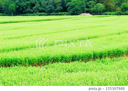 北海道紀行　　　幌加内町のソバ畑　　　夏のソバ畑 135307980