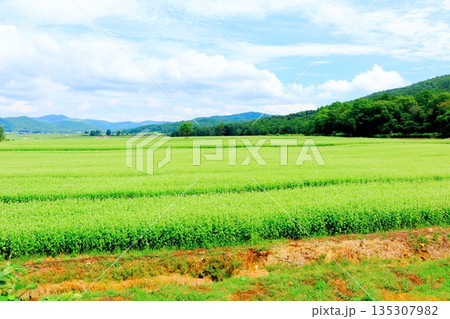 北海道紀行　　　幌加内町のソバ畑　　　夏のソバ畑 135307982